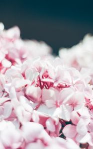 Preview wallpaper hydrangea, petals, close-up