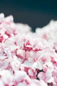 Preview wallpaper hydrangea, petals, close-up