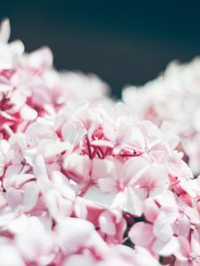 Preview wallpaper hydrangea, petals, close-up