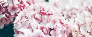 Preview wallpaper hydrangea, petals, close-up