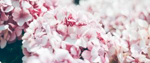 Preview wallpaper hydrangea, petals, close-up