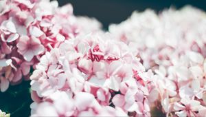 Preview wallpaper hydrangea, petals, close-up