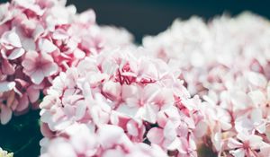 Preview wallpaper hydrangea, petals, close-up