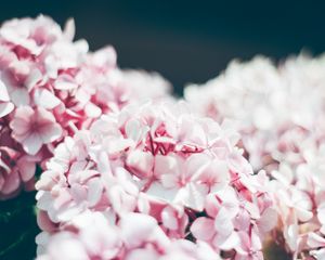 Preview wallpaper hydrangea, petals, close-up