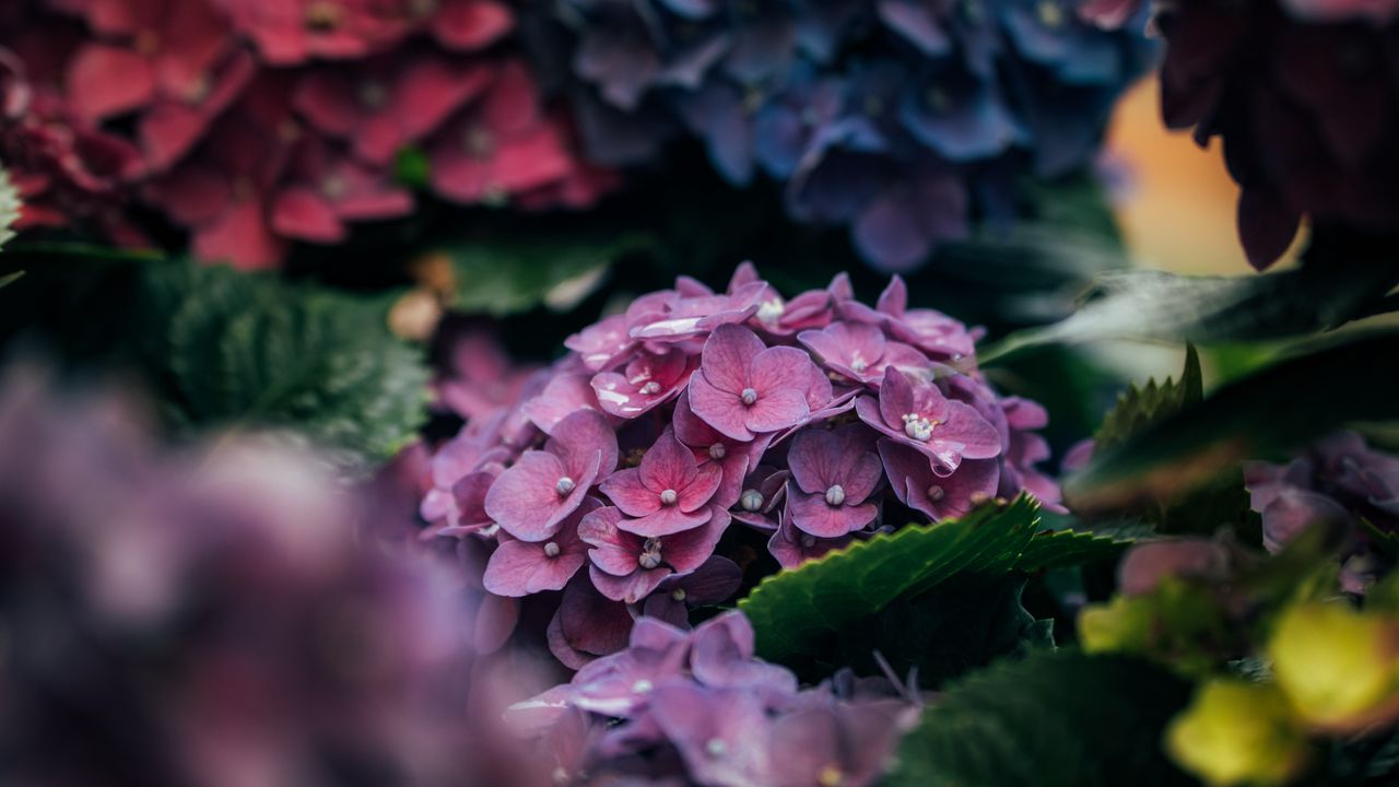 Wallpaper hydrangea, petals, close-up