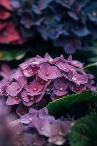 Preview wallpaper hydrangea, petals, close-up