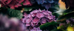 Preview wallpaper hydrangea, petals, close-up