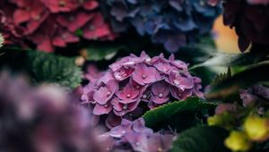 Preview wallpaper hydrangea, petals, close-up