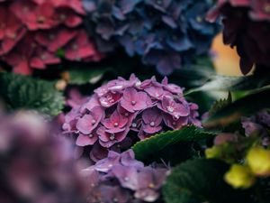 Preview wallpaper hydrangea, petals, close-up