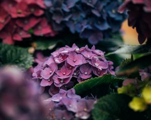 Preview wallpaper hydrangea, petals, close-up