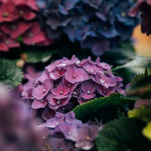 Preview wallpaper hydrangea, petals, close-up