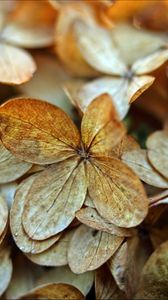 Preview wallpaper hydrangea, petals, dry, flowers, macro, autumn