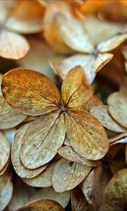 Preview wallpaper hydrangea, petals, dry, flowers, macro, autumn