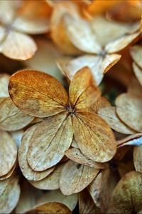 Preview wallpaper hydrangea, petals, dry, flowers, macro, autumn