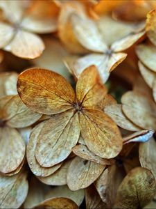 Preview wallpaper hydrangea, petals, dry, flowers, macro, autumn