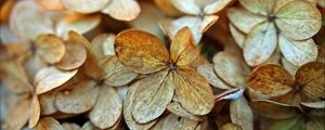 Preview wallpaper hydrangea, petals, dry, flowers, macro, autumn