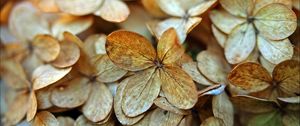 Preview wallpaper hydrangea, petals, dry, flowers, macro, autumn