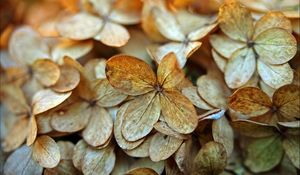 Preview wallpaper hydrangea, petals, dry, flowers, macro, autumn