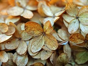 Preview wallpaper hydrangea, petals, dry, flowers, macro, autumn