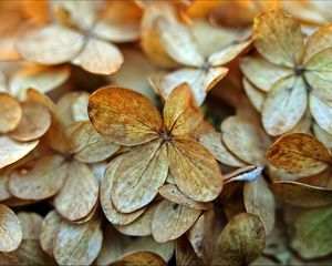 Preview wallpaper hydrangea, petals, dry, flowers, macro, autumn