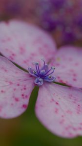 Preview wallpaper hydrangea, petals, flower, macro, pink