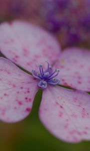 Preview wallpaper hydrangea, petals, flower, macro, pink