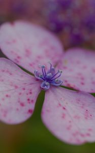 Preview wallpaper hydrangea, petals, flower, macro, pink