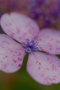 Preview wallpaper hydrangea, petals, flower, macro, pink