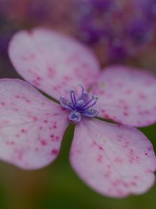 Preview wallpaper hydrangea, petals, flower, macro, pink