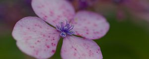 Preview wallpaper hydrangea, petals, flower, macro, pink