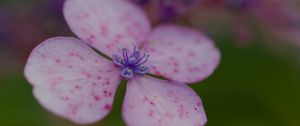 Preview wallpaper hydrangea, petals, flower, macro, pink