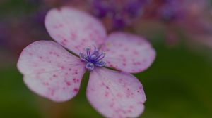 Preview wallpaper hydrangea, petals, flower, macro, pink