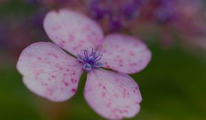 Preview wallpaper hydrangea, petals, flower, macro, pink