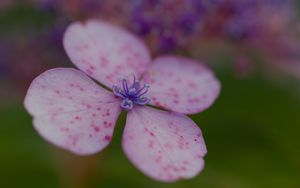 Preview wallpaper hydrangea, petals, flower, macro, pink