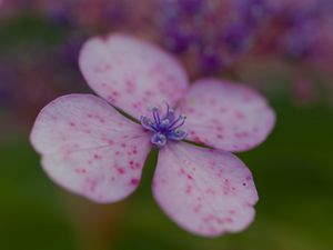Preview wallpaper hydrangea, petals, flower, macro, pink