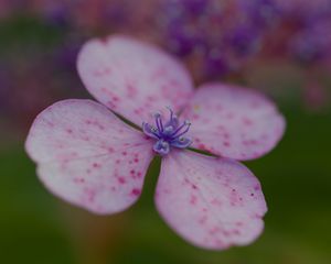 Preview wallpaper hydrangea, petals, flower, macro, pink