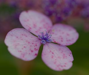 Preview wallpaper hydrangea, petals, flower, macro, pink