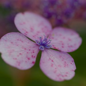 Preview wallpaper hydrangea, petals, flower, macro, pink