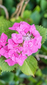 Preview wallpaper hydrangea, petals, flowers, leaves, pink, green