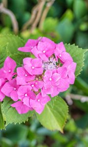 Preview wallpaper hydrangea, petals, flowers, leaves, pink, green