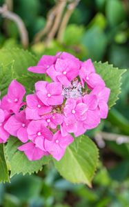 Preview wallpaper hydrangea, petals, flowers, leaves, pink, green