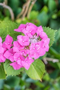 Preview wallpaper hydrangea, petals, flowers, leaves, pink, green
