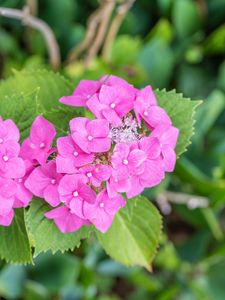 Preview wallpaper hydrangea, petals, flowers, leaves, pink, green