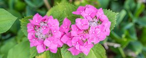 Preview wallpaper hydrangea, petals, flowers, leaves, pink, green