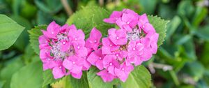 Preview wallpaper hydrangea, petals, flowers, leaves, pink, green