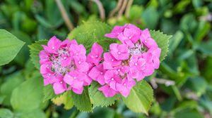Preview wallpaper hydrangea, petals, flowers, leaves, pink, green