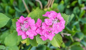 Preview wallpaper hydrangea, petals, flowers, leaves, pink, green