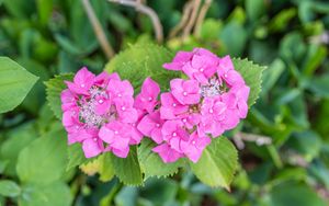 Preview wallpaper hydrangea, petals, flowers, leaves, pink, green