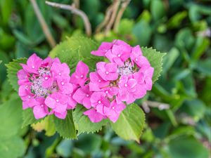 Preview wallpaper hydrangea, petals, flowers, leaves, pink, green