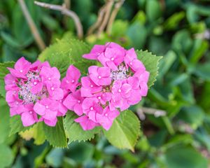 Preview wallpaper hydrangea, petals, flowers, leaves, pink, green
